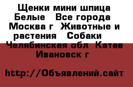 Щенки мини шпица Белые - Все города, Москва г. Животные и растения » Собаки   . Челябинская обл.,Катав-Ивановск г.